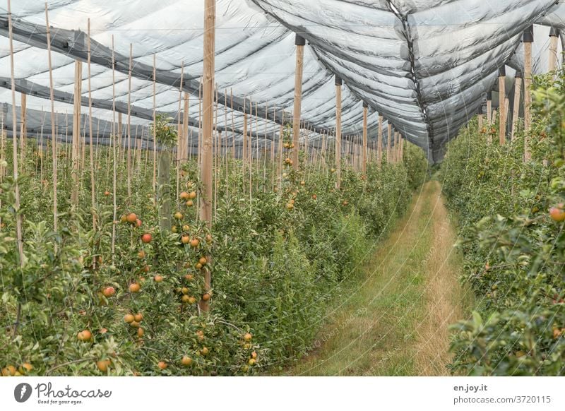 Apple plantation with a net for protection apples apple trees Plantation orchard Net Protection Apple harvest Apple tree fruit green Harvest Nutrition Healthy