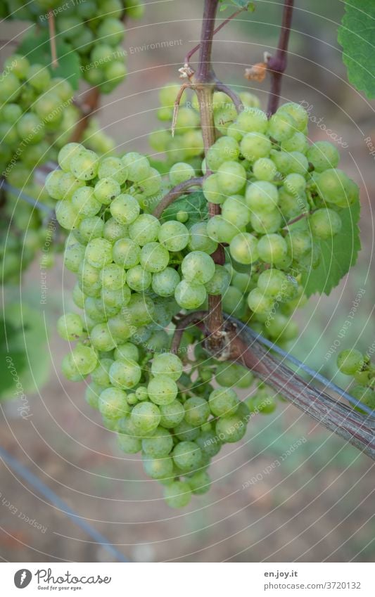 green grapes on the vine Vine Bunch of grapes wax Reading Grape harvest Wine growing viticulture Plant ecologic Organic farming Agriculture Agricultural crop
