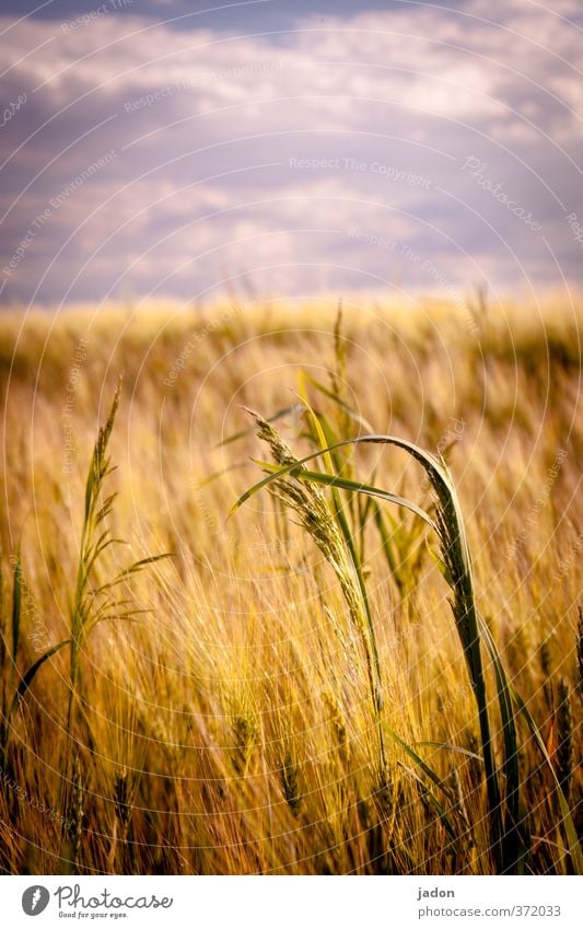 summer. Grain Landscape Plant Sky Clouds Summer Warmth Grass Agricultural crop Field Warm-heartedness Growth Grain field Cornfield Hot Copy Space top Day