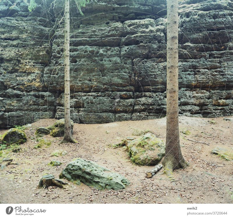 with one's back to the wall Elbsandstone mountains Eastern Germany Saxon Switzerland Saxony Idyll Peaceful National Park Calm Plant Overgrown wildly romantic