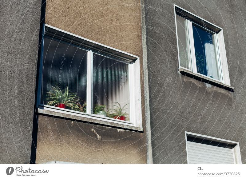 living in the grey Window Gray Plant Decoration Gloomy Town dwell Facade House (Residential Structure) Deserted