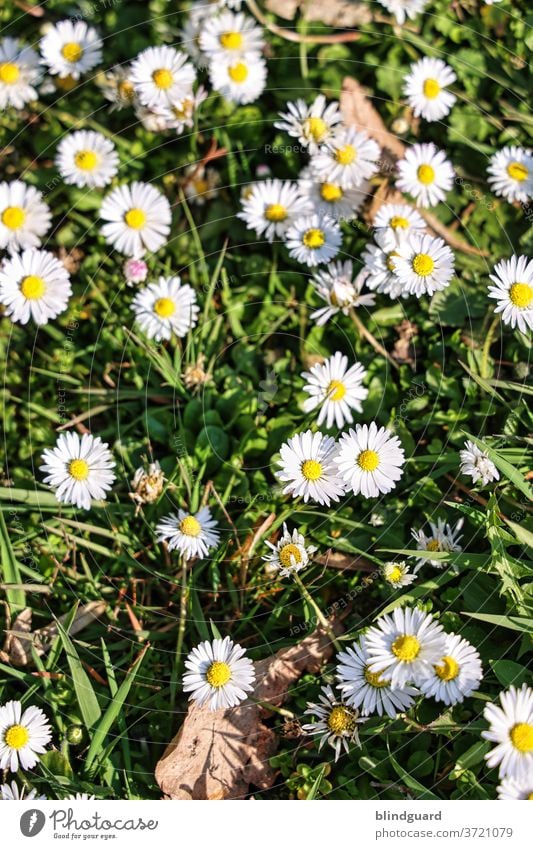 Daisies in the sunshine Summer Sun flowers blossoms Lawn Grass Green Growth flora White Yellow naturally Flower Meadow Nature Garden Blossom Exterior shot
