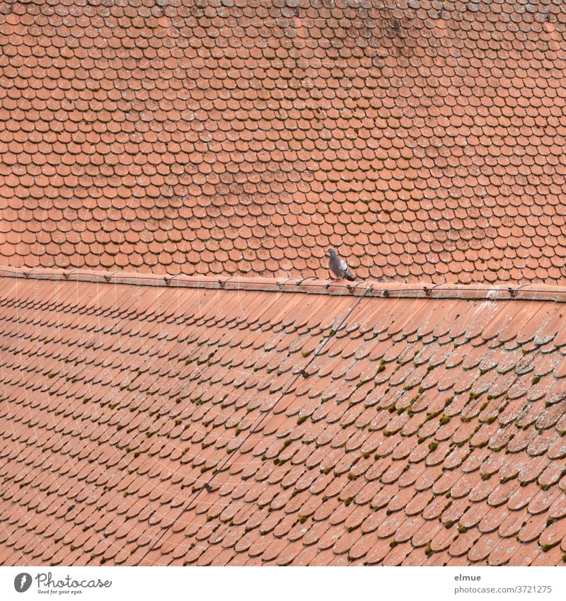 Better the dove on the roof than no bird at all Pigeon birds Roof Tiled roof Red Roof shingle plain tile House (Residential Structure) Roofing tile built