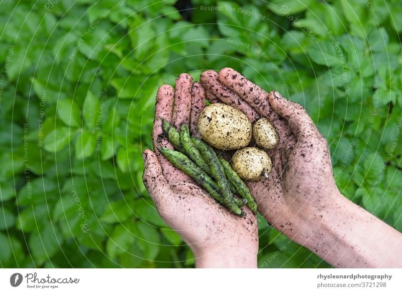 Garden produce, beans and potatoes, held in youthful hands. Young leafy background food natural healthy green home grown garden allotment muddy vibrant holding