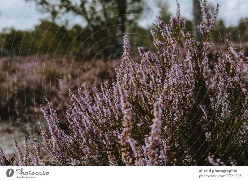 wild heather on late summer day Agricultural Field Animal Wildlife Bush Close-up Floral Pattern Flower France Garden Grass Green Color Heather Horizontal