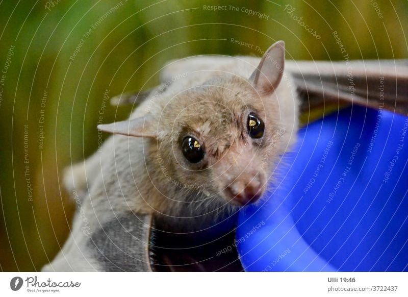 Curious bat. Flying animal Airworthy saucer-eyed inquisitorial hungry Animal Colour photo Wild animal Exterior shot Animal portrait Cute Animal face Curiosity