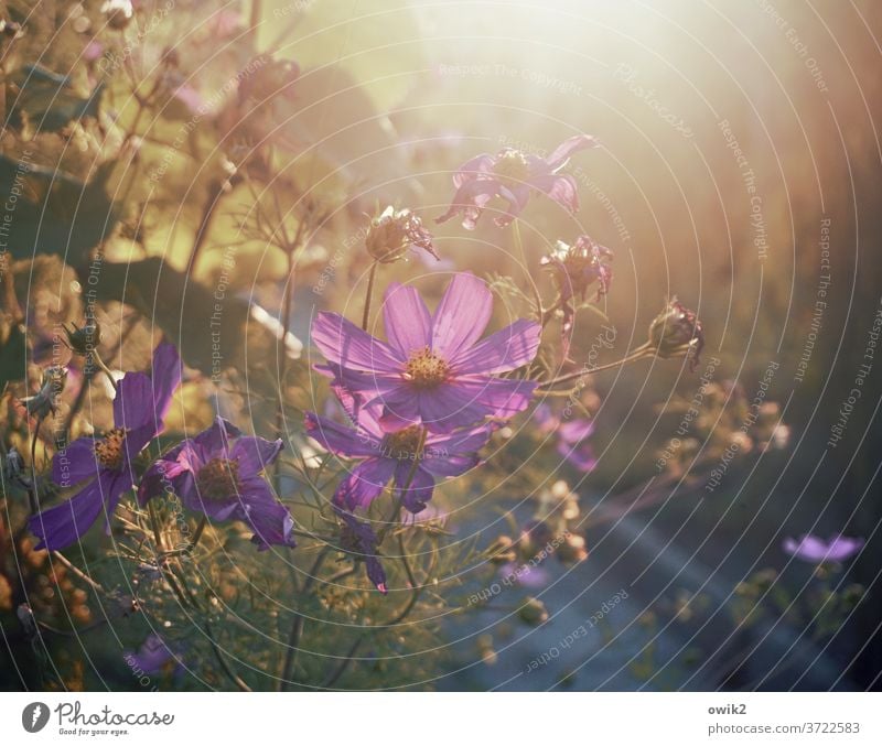 Late flowering Cosmea bleed Ease flowers Blossoming Landscape bushes natural garden flower daylight evening mood luminescent Mysterious Growth Cloudless sky