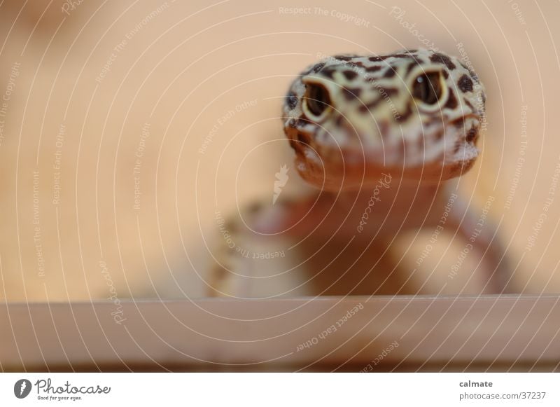 .:Leopard Ecco:. #4 Reptiles Saurians Gekko terarium Sand Eyes