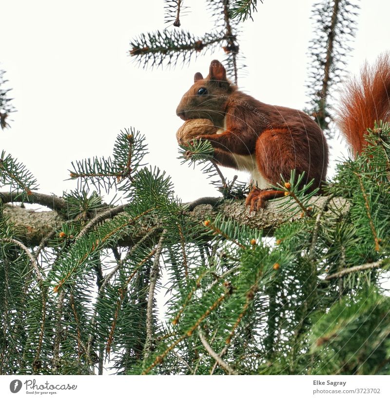 Squirrel cracks the nut Wild animal Animal Nature Colour photo Deserted Exterior shot Day Animal portrait natural