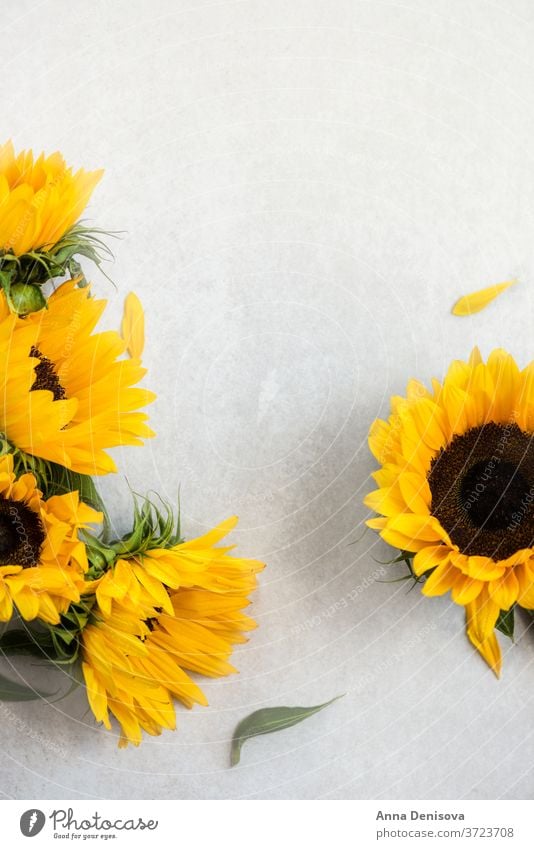 Yellow Sunflower Bouquet on Grey Background, Autumn Concept sunflower bouquet august autumn fall bunch wood wooden table yellow space nature white rustic