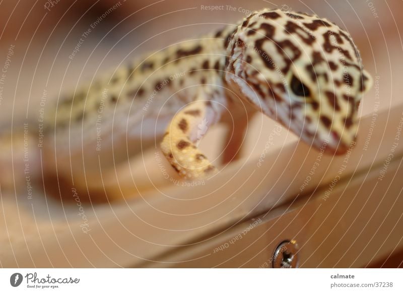 .:Leopard Ecco:. #3 Reptiles Saurians Screw Gekko terarium Sand