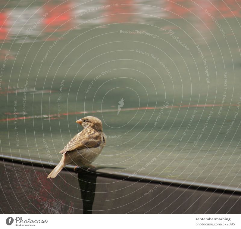 sparrow pool Bird 1 Animal Water Looking Wait Free Small Subdued colour Exterior shot Deserted Day