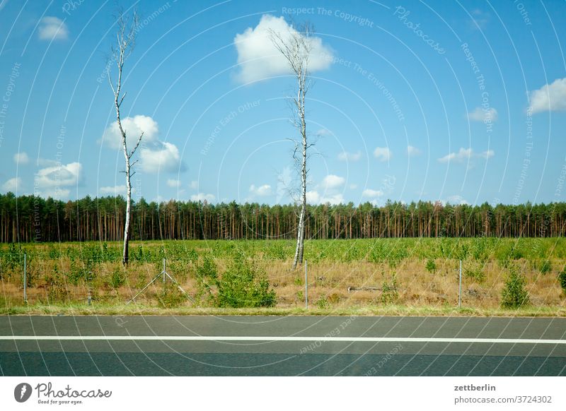 Two birches on the motorway Street Highway Transport voyage Tourism individual transport Curb Landscape Forest Field Agriculture Birch tree Electricity pylon