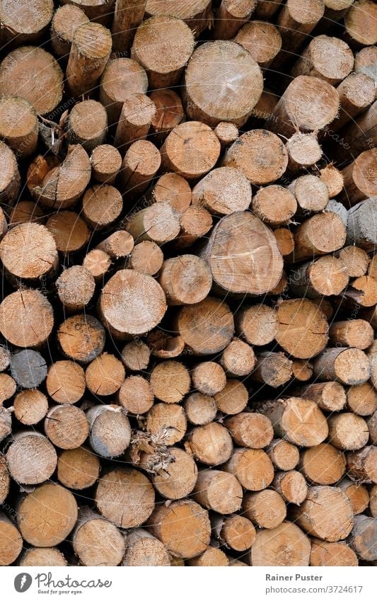 Stacked tree logs in a forest background bark brown cut fire firewood forestry logging lumber natural nature pattern pile stack stacked texture timber trees