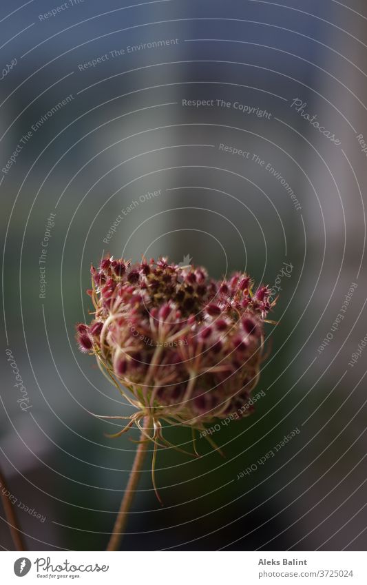 Wild carrot with blurred background Wild plant Exterior shot Shallow depth of field Plant Close-up Nature Colour photo Blossom Detail pretty Deserted