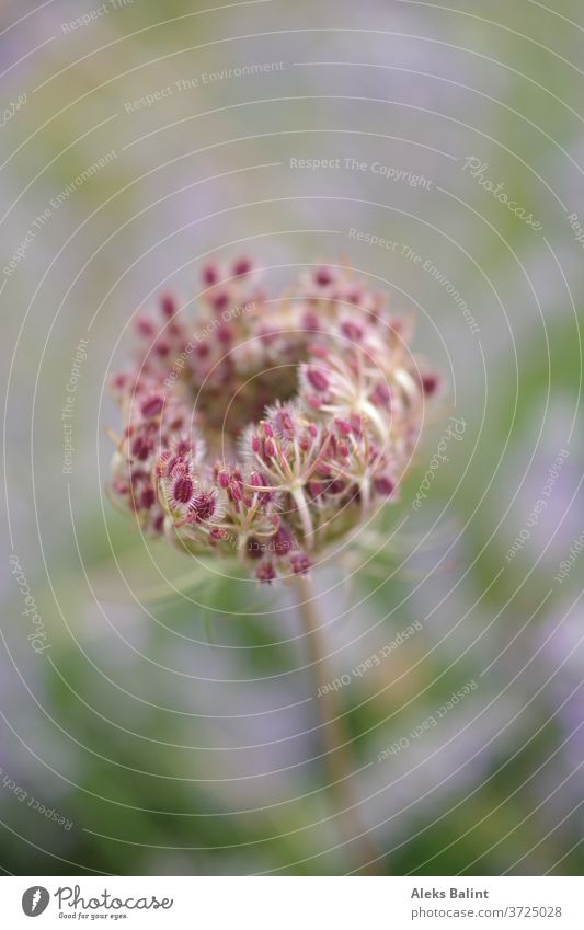 Beautiful wild carrot in macro mode Wild carrot Wild plant Exterior shot Nature Colour photo Close-up Plant Blossoming Shallow depth of field pretty