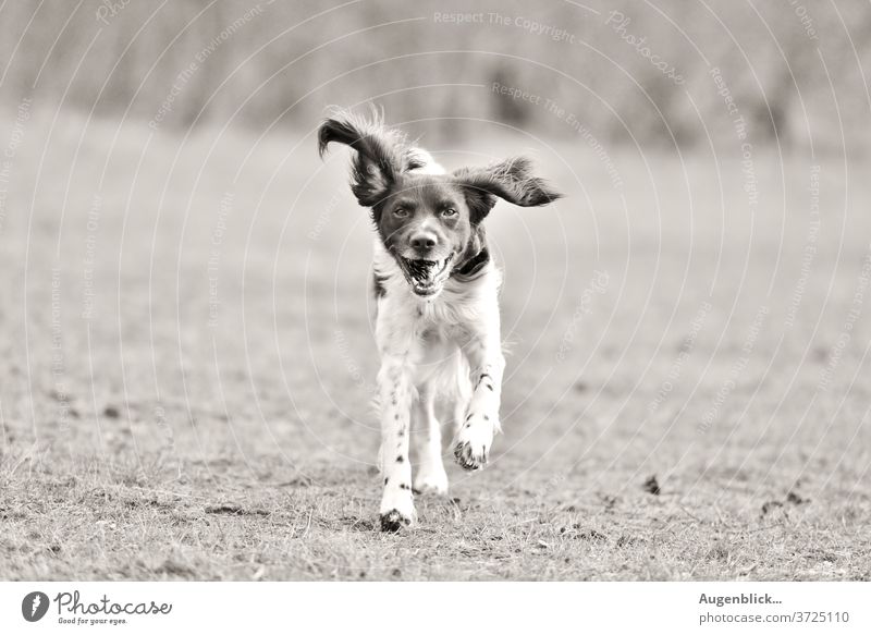 playing dog in the garden happy dog Dog Walk the dog Field To go for a walk flying ears best friend Pelt Pet Animal portrait
