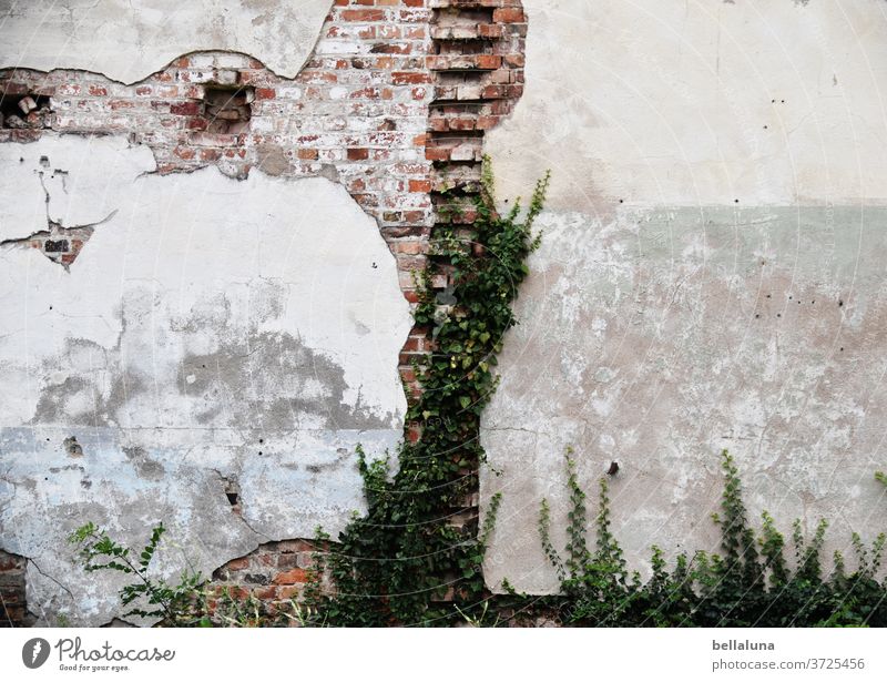 The face of the bear on the wall lost place Old Broken Decline Transience Past Ruin Wall (barrier) built Wall (building) House (Residential Structure) Facade