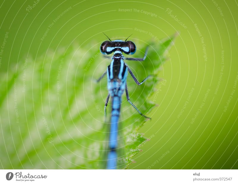 Ready to get started Nature Plant Animal Leaf 1 To hold on Blue Green Black Turquoise Dragonfly Hang Colour photo Exterior shot Close-up