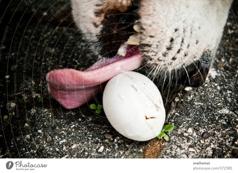 Dog licks an egg Animal Pet Threat Black White Voracious To feed Tongue Egg Lick Set of teeth Nose Thief Theft nest robber egg thief white shepherd dog
