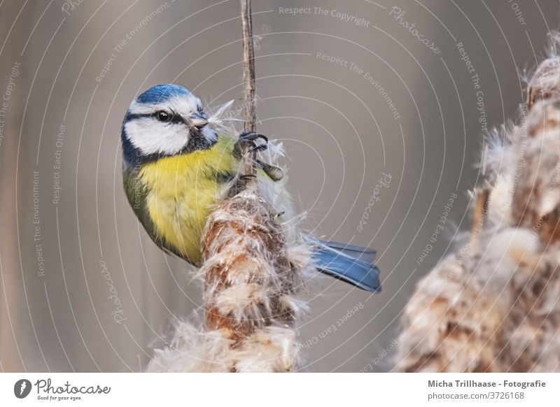 Blue Tit in Reeds Tit mouse Cyanistes caeruleus birds Head Animal face Feather Eyes Beak Plumed Claw Grand piano Wild animal reed Cattail (Typha) Common Reed