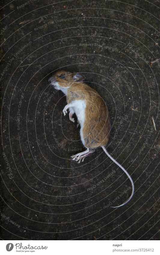 Mausetot |bird's eye view of a dead mouse Mouse Transience Death pass away Frightening phobia Fear Nature's cycle cadaverous Plagues Pests Brown Lie Tumble down