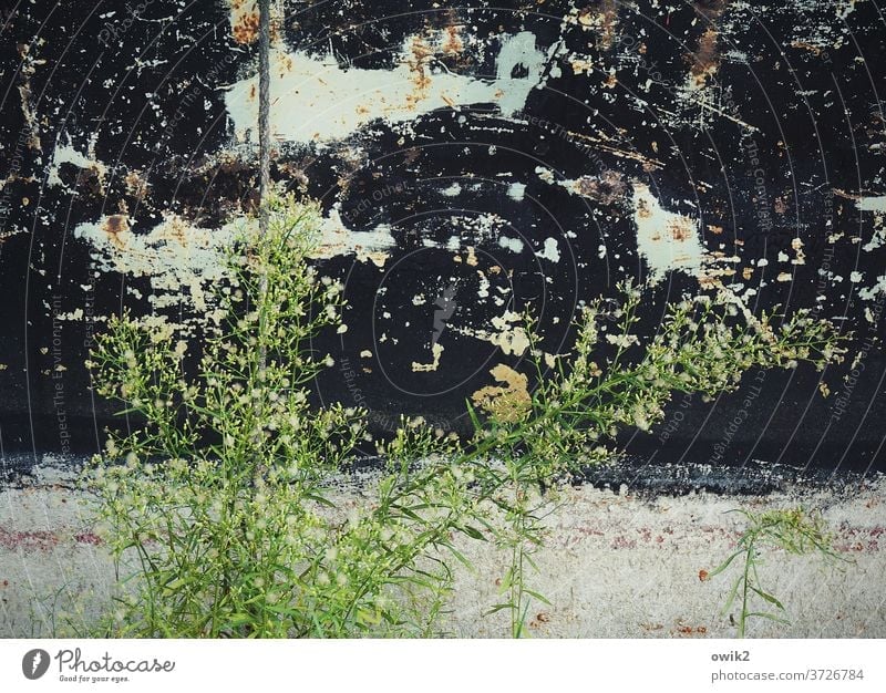 Stocktaking Environment Nature Plant bushes Growth Weed Colour photo Exterior shot Detail Deserted Day Sunlight Long shot Landscape Copy Space top Close-up