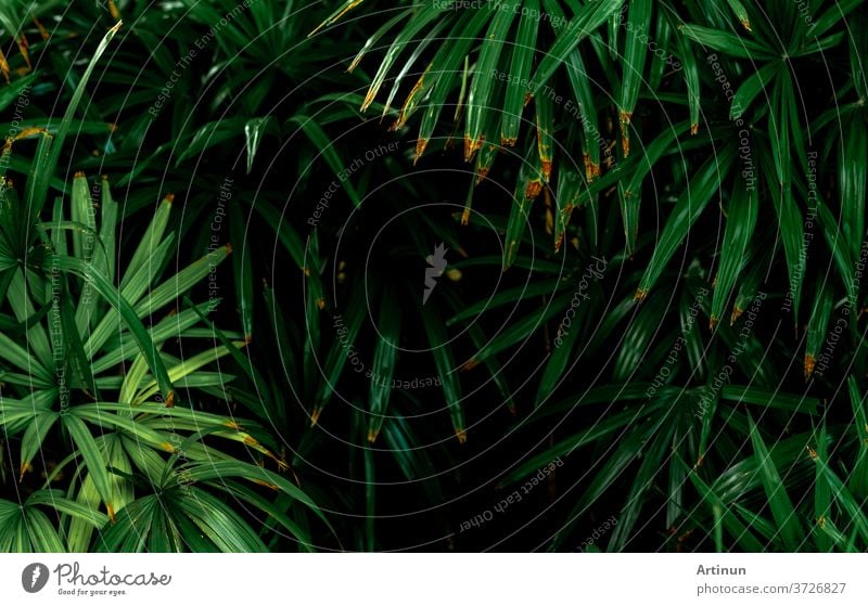 Selective focus on dark green leaves in the garden. Emerald green leaf  texture. Nature abstract background. Tropical forest. Above view of dark  green leaves with natural pattern. Tropical plant. - a Royalty
