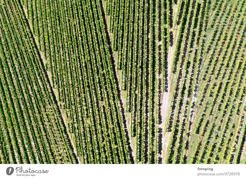 Vineyard from above from on high plan Image aerial photograph drone Drones Images Aerial photograph Bird's-eye view green Wine growing vines Agriculture