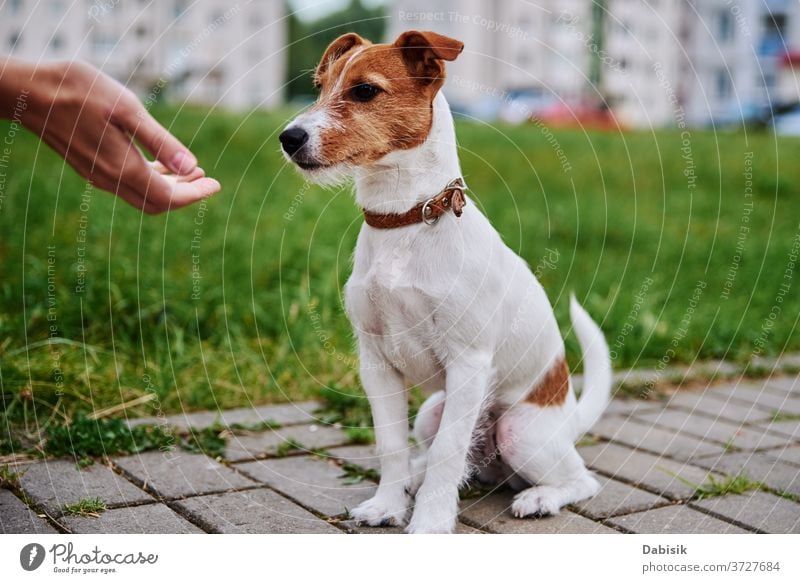 Owner feed his dog outside. Jack Russel terrier eat food from owner hand pet play portrait puppy cute happy adorable brown face breed domestic park doggy animal