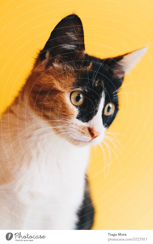 Cat looking up in yellow background cat cats pet pets animal animals animal world Yellowness