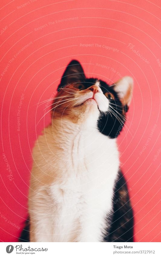 Cat looking up in pink background Pet pets cats Animal Animal face animals animal world Pink