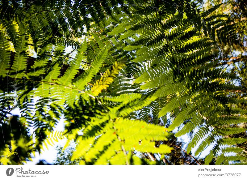 Fern in the forest Shallow depth of field Back-light Sunbeam Sunlight Light (Natural Phenomenon) Reflection Silhouette Contrast Shadow Day Copy Space middle