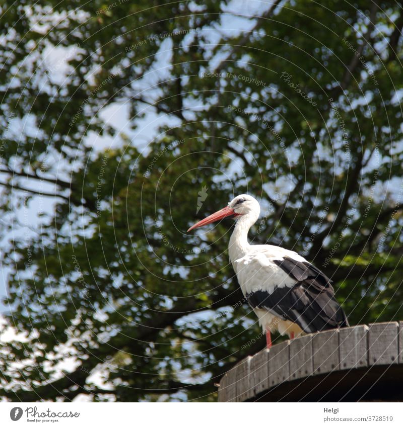 Keep a lookout - a stork stands on a wooden platform under trees and keeps a lookout Stork birds Migratory bird White Stork huts Sky Worm's-eye view Stand