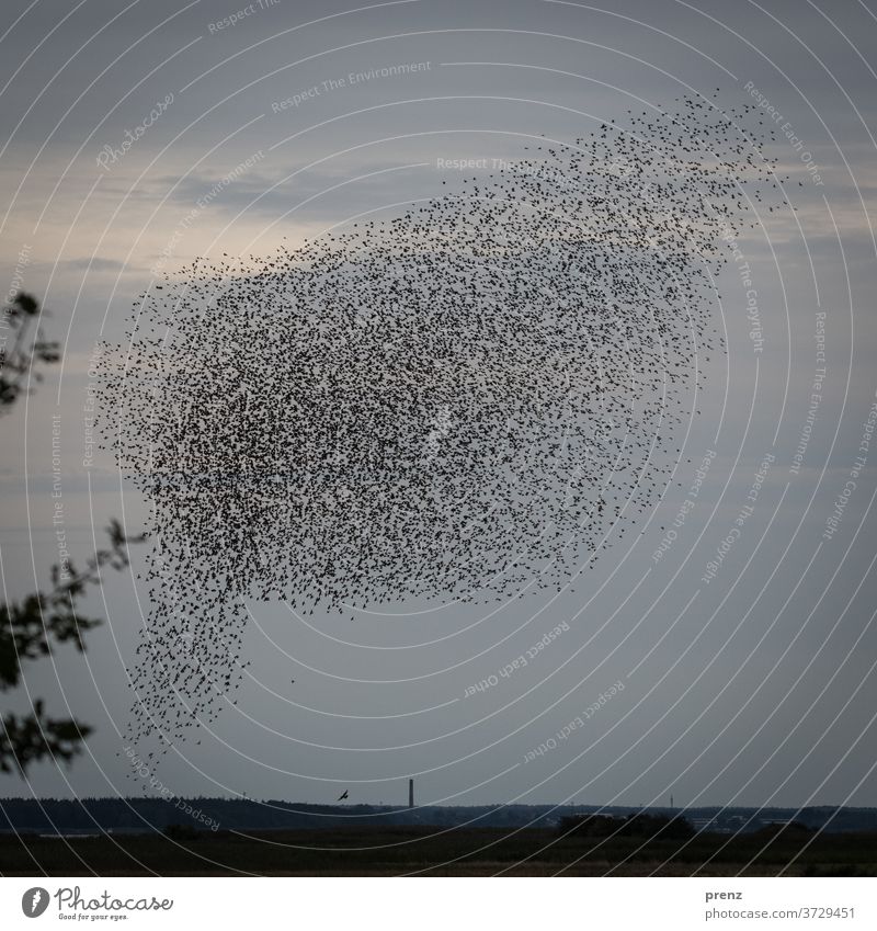 Starlings Darß-2 Darss Flock Flock of birds Stare