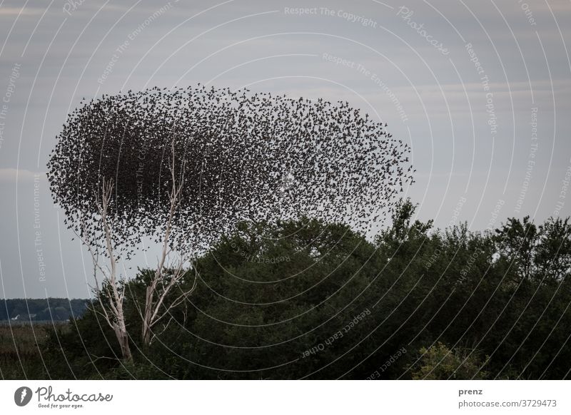 Starlings Darß-3 Darss Flock Flock of birds Stare