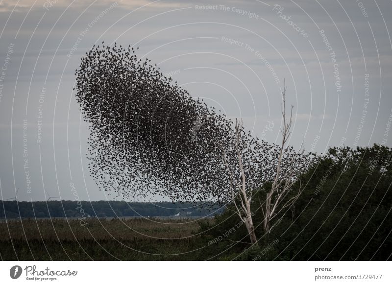 Starlings Darß-3a Darss Flock Flock of birds Stare