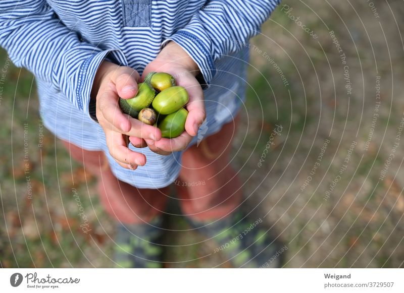 acorns in the hand of a child Acorn Child Infancy Vacation & Travel Forest amass Oak tree Nature Childhood memory childhood,"