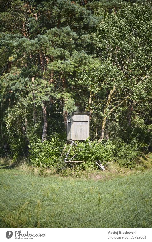 Wooden deer stand on forest edge. hunting hide blind nature season observation outdoor rural meadow tree wooden field tower hunting pulpit view green sky