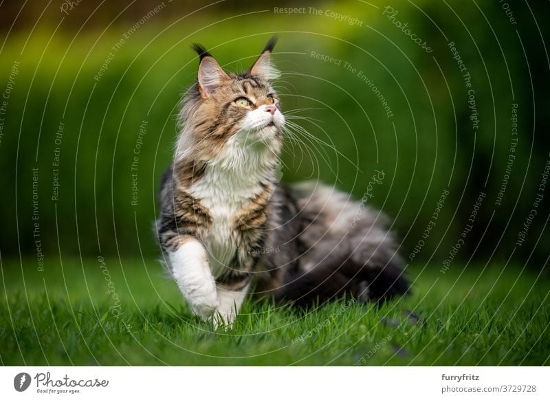 tabby maine coon cat in green garden longhair cat purebred cat pets white outdoors front or backyard nature lawn meadow grass hedge fur feline fluffy kitty cute