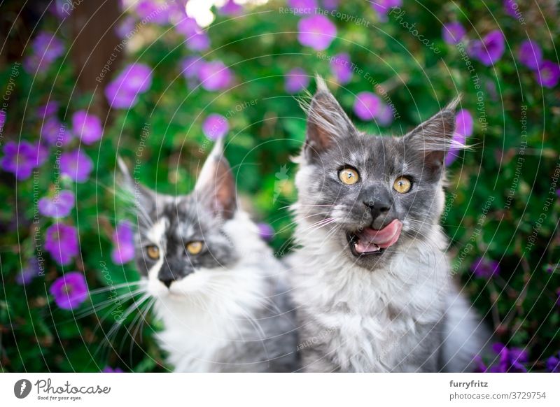 two maine coon kittens in between flowering plants cat maine coon cat longhair cat purebred cat pets blue smoke outdoors front or backyard garden green nature
