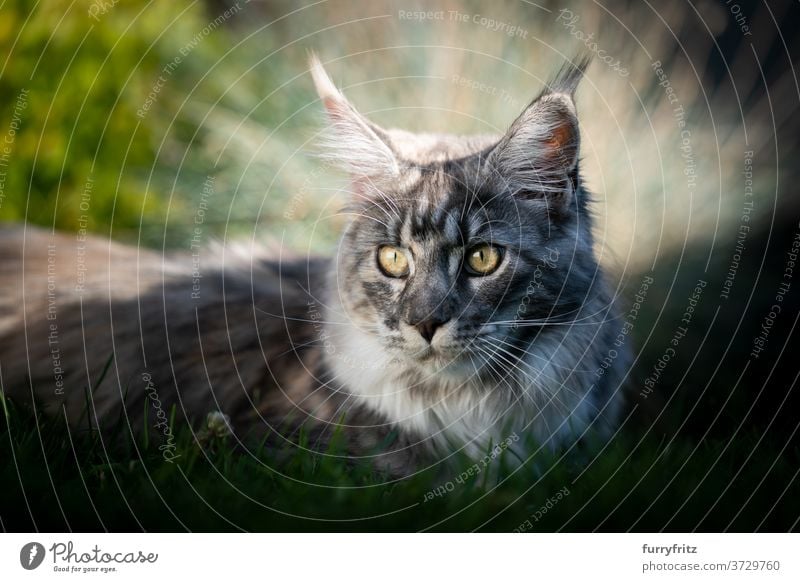 maine coon cat resting in the shade in summer longhair cat purebred cat pets silver tabby outdoors front or backyard garden green nature grass fur feline fluffy