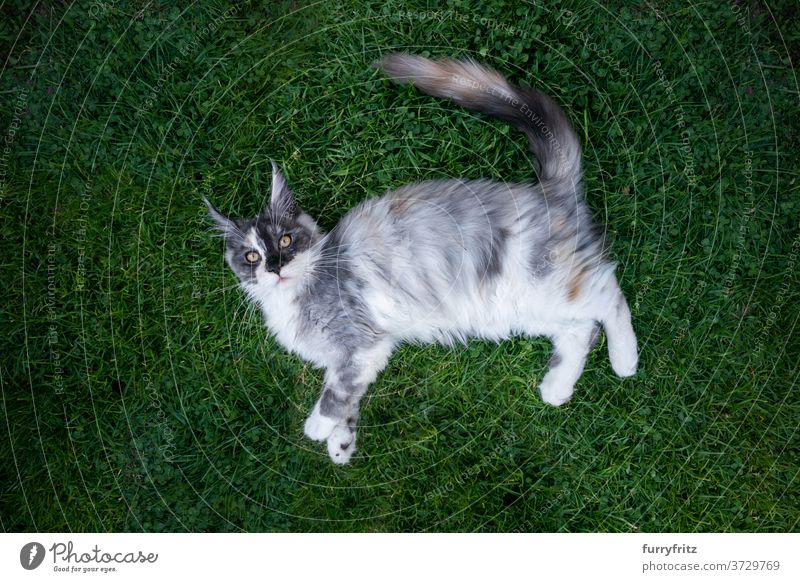 maine coon cat lying on grass longhair cat purebred cat pets outdoors front or backyard garden green nature lawn meadow fur feline fluffy kitty cute adorable