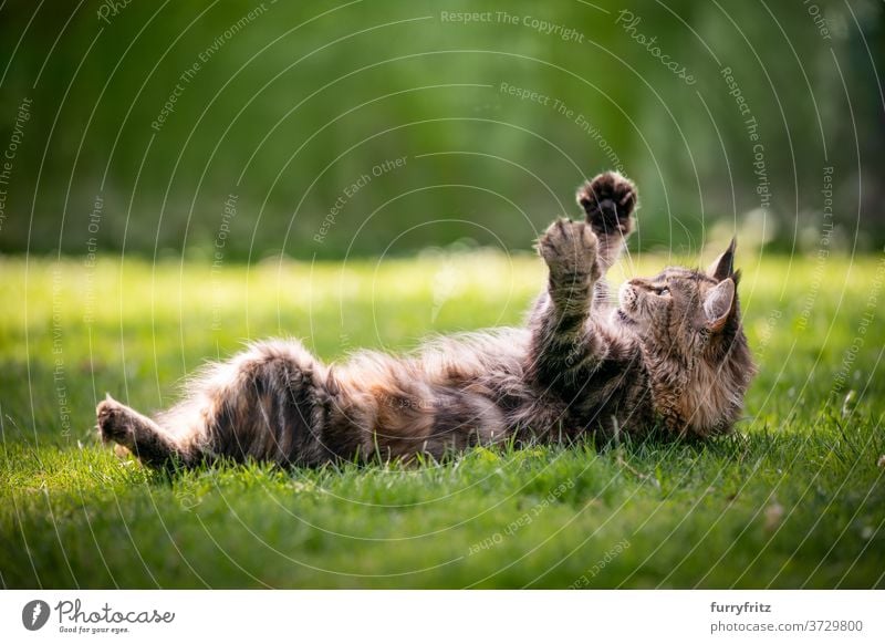 maine coon cat playing on lawn longhair cat purebred cat pets tortoiseshell cat calico tabby outdoors front or backyard garden green nature meadow grass fur