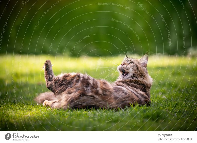 maine coon cat playing on lawn longhair cat purebred cat pets tortoiseshell cat calico tabby outdoors front or backyard garden green nature meadow grass fur