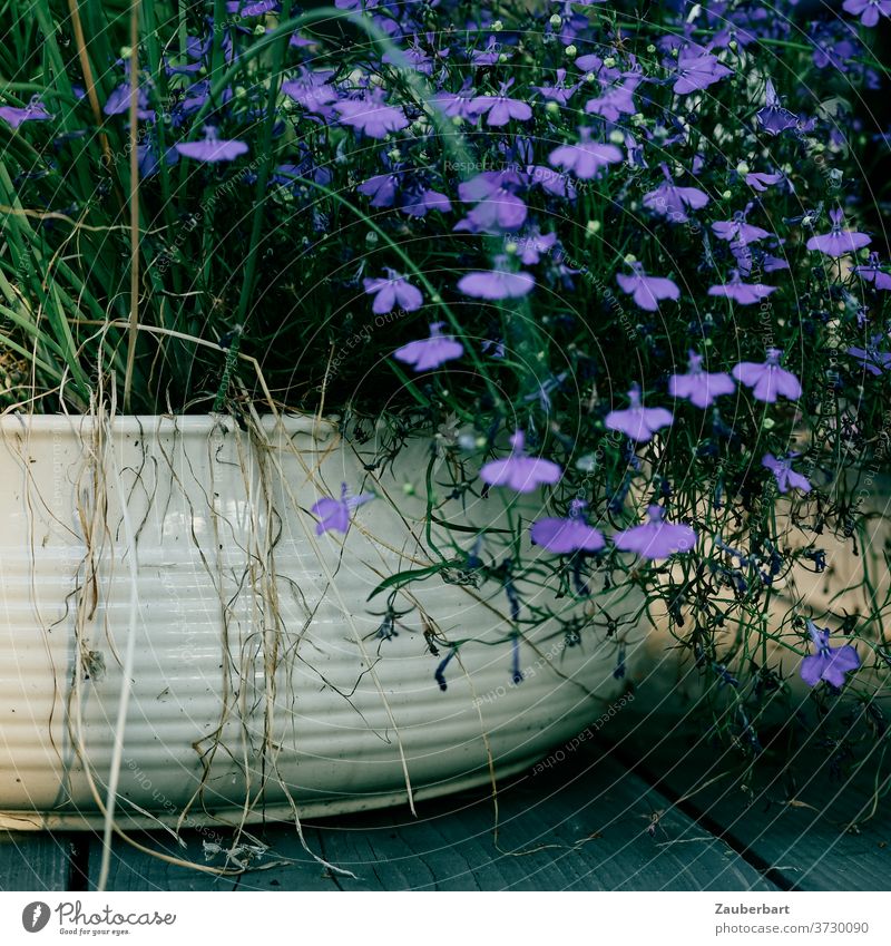 Porcelain bowl with blue flowers on terrace or balcony shell Balcony Terrace Flower bowl balconies plants Blue White wood wooden terrace Sun Shadow Dreamily