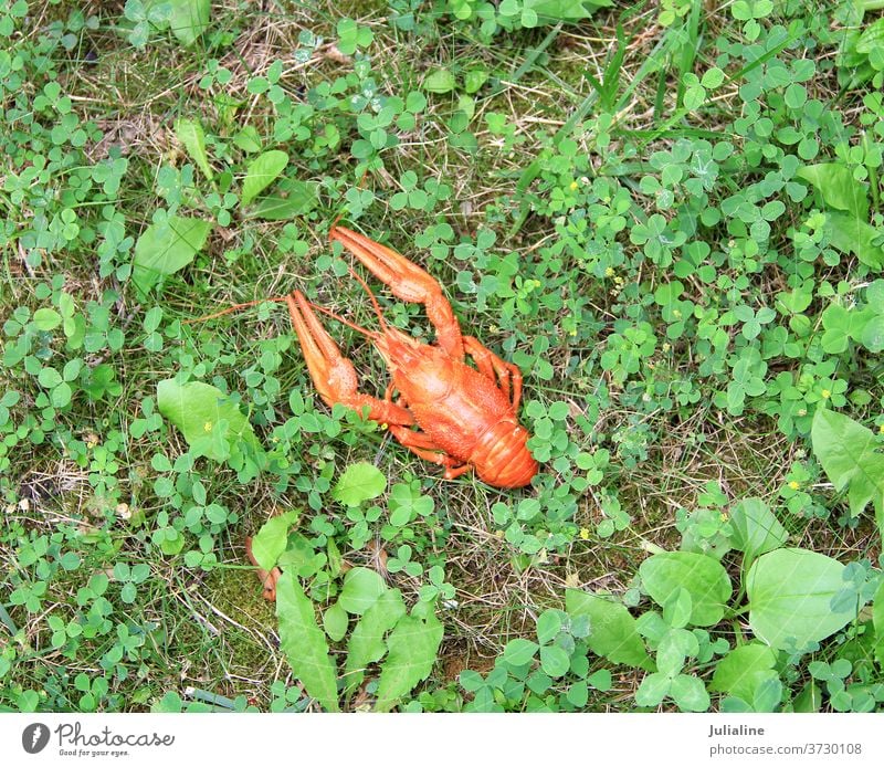 Red crawfish Crawfish crayfish red boiled tasty meal food russian traditional product useful water river animal herb grass green background
