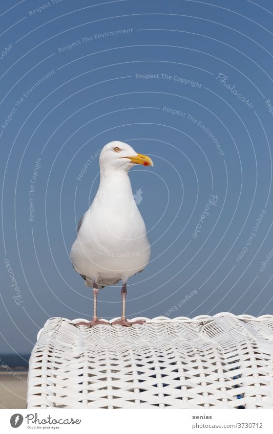 Seagull on a white beach chair in front of a blue sky birds Animal Beach Sky Ocean Coast Vacation & Travel Summer Looking into the camera Silvery gull