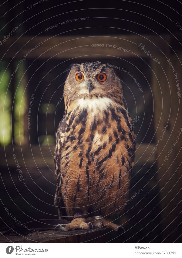 owl Owl birds Owl eyes Looking Animal nocturnal eye contact Hunter predator Beak animal world plumage