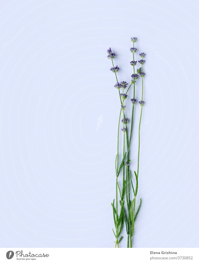 Blooming lavender on a white background. Copy space. nature minimal design copy space flat lay aromatherapy purple herb flower lilac bloom bouquet lavandula